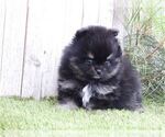 Small #16 Pomeranian