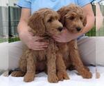 Small Photo #4 Goldendoodle (Miniature) Puppy For Sale in STELLA, NC, USA