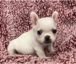 French Bulldog Puppy for sale in JOHNS ISLAND, SC, USA