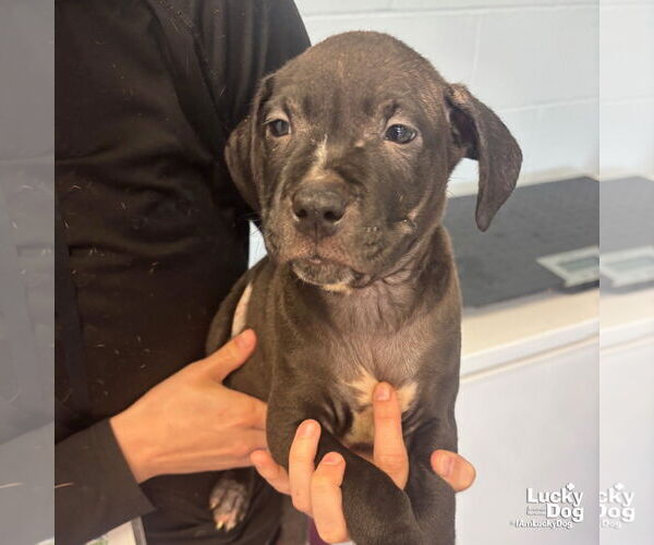 Medium Photo #6 Labrador Retriever-Unknown Mix Puppy For Sale in Washington, DC, USA