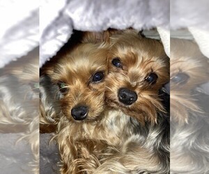 Mother of the Yorkshire Terrier puppies born on 07/20/2026