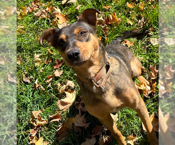 Medium Photo #5 Mutt Puppy For Sale in Brooklyn Center, MN, USA
