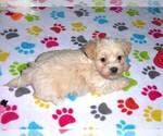 Small Photo #4 Maltipoo Puppy For Sale in ORO VALLEY, AZ, USA