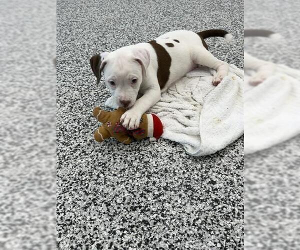 Medium Photo #1 American Bulldog Puppy For Sale in Vaughan, Ontario, Canada