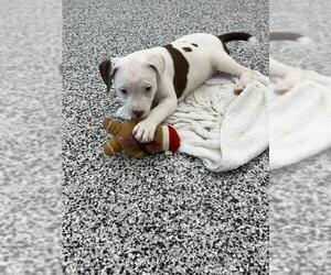 American Bulldog Dogs for adoption in Vaughan, Ontario, Canada