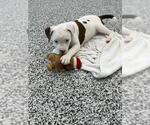 Small American Bulldog