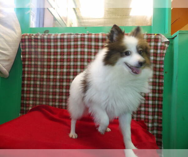 Medium Photo #3 Pomeranian Puppy For Sale in PATERSON, NJ, USA