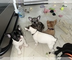 Small Photo #3 French Bulldog Puppy For Sale in YORKTOWN, IN, USA