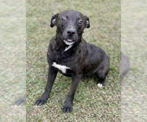 Staffordshire Bull Terrier-Unknown Mix Dogs for adoption in Westwood, NJ, USA