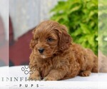 Small #2 Cavapoo