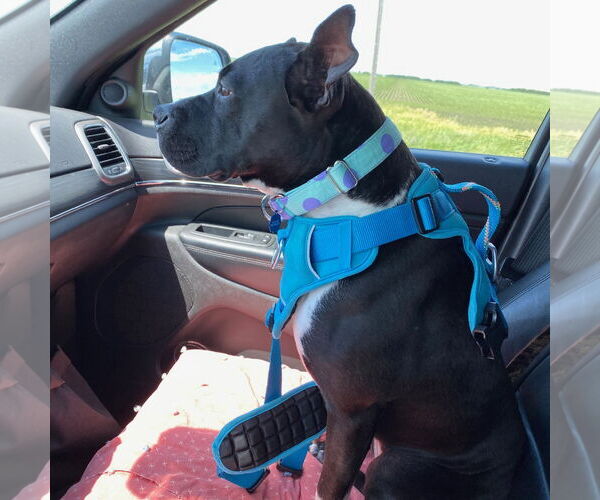 Medium Photo #13 American Pit Bull Terrier-Unknown Mix Puppy For Sale in Fargo, ND, USA