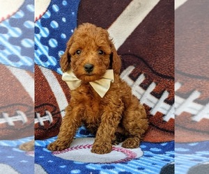 Poodle (Toy) Puppy for sale in PEACH BOTTOM, PA, USA