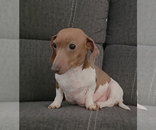 Medium Photo #1 Dachshund-Shorkie Tzu Mix Puppy For Sale in WILMINGTON, NC, USA