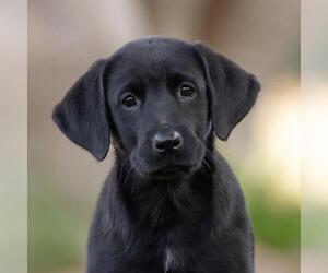 Labrador Retriever-Unknown Mix Dogs for adoption in San Diego, CA, USA