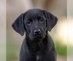 Huckleberry Finn Pup - Joanna - Female Labrador Retriever-Unknown Mix Dog for Adoption - Small photo