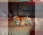 Small Photo #3 Mutt Puppy For Sale in Middlesex, VT, USA