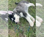 Small #3 Siberian Husky