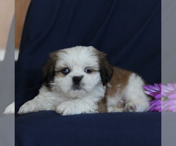 Medium Photo #5 Shih Tzu Puppy For Sale in NARVON, PA, USA