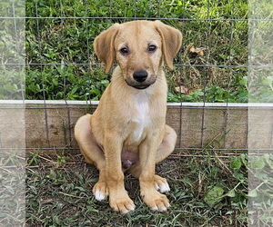 Chihuahua-Spaniel Mix Dogs for adoption in Virginia Beach, VA, USA