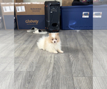 Small Photo #4 Pomeranian Puppy For Sale in PARAGON, IN, USA