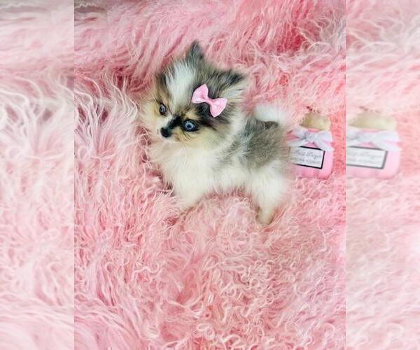 Medium Photo #6 Pomeranian Puppy For Sale in TAMPA, FL, USA