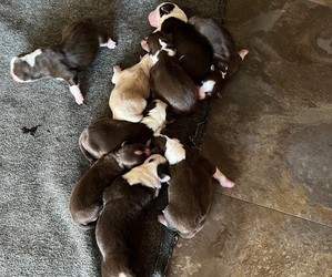 Australian Shepherd Litter for sale in HOLIDAY, FL, USA