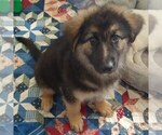 Small Photo #12 German Shepherd Dog Puppy For Sale in RIVERSIDE, CA, USA