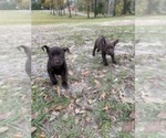Small Photo #10 German Shorthaired Lab Puppy For Sale in BAINBRIDGE, GA, USA