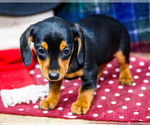 Puppy Annie Dachshund
