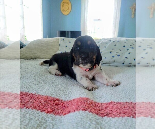 Medium Photo #2 Basset Hound Puppy For Sale in PETERSBURG, IN, USA