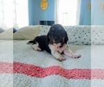 Puppy Pink collar Basset Hound