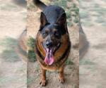 Small #2 German Shepherd Dog