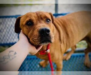 Mutt Dogs for adoption in Orlando, FL, USA