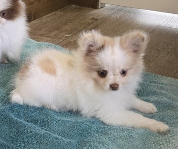 Medium Photo #10 Pomeranian Puppy For Sale in ORRVILLE, OH, USA
