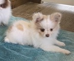 Small #9 Pomeranian
