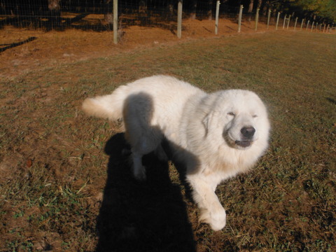 Medium Photo #1 Great Pyrenees Puppy For Sale in BLUE CREEK, OH, USA