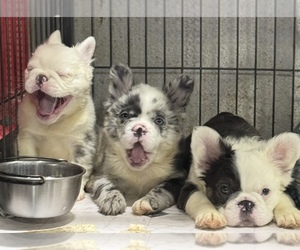 French Bulldog Puppy for Sale in MARTINEZ, California USA