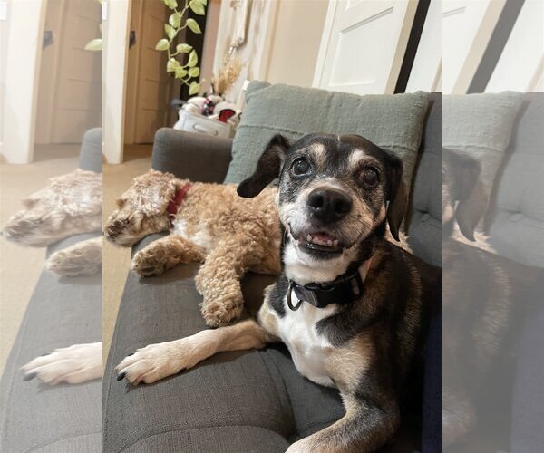 Medium Photo #2 Beagle-Chihuahua Mix Puppy For Sale in  Ramona, CA, USA