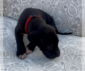 Medium Great Dane