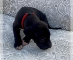 Small Great Dane