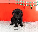 Small Photo #36 Cane Corso Puppy For Sale in BOURBON, IN, USA