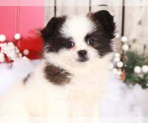 Shih Tzu Puppy for sale in MOUNT VERNON, OH, USA