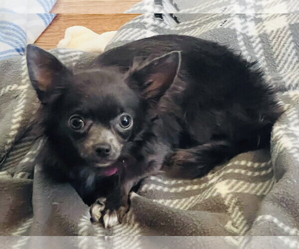 Medium Photo #1 Chihuahua Puppy For Sale in Germantown, OH, USA