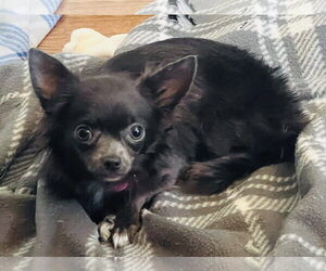 Chihuahua Dogs for adoption in Germantown, OH, USA