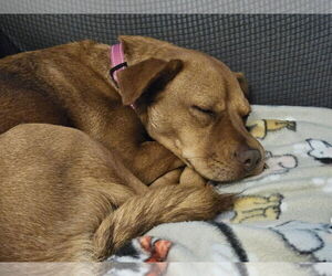 Gurl - Female Mutt Dog for Adoption - Photo #4