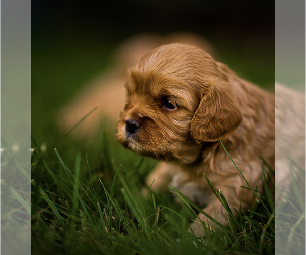 Medium Photo #2 Cavapoo Puppy For Sale in CONCORD, IN, USA