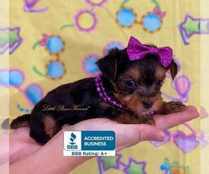 Yorkshire Terrier Puppy for sale in WINNSBORO, LA, USA