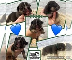 Small Photo #2 French Bulldog Puppy For Sale in DE MOSSVILLE, KY, USA