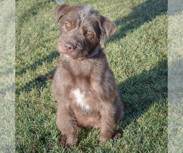 Medium Photo #6 Mutt Puppy For Sale in Huntley, IL, USA