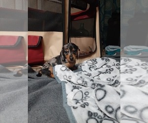 Dachshund Puppy for sale in MARIANNA, FL, USA